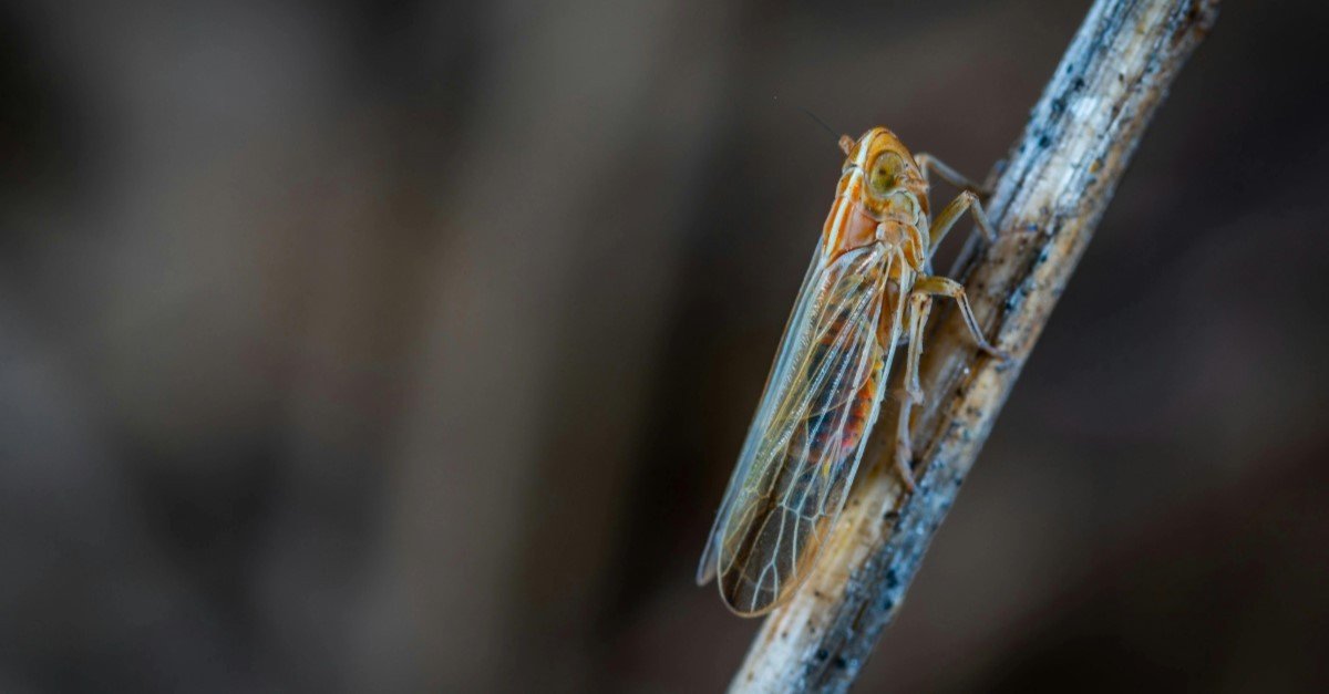 cicale cicale