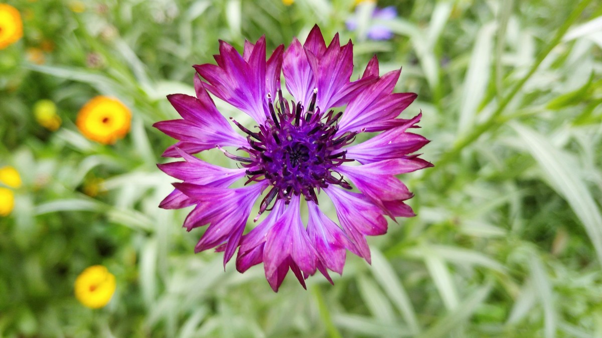 coltivare fiordaliso