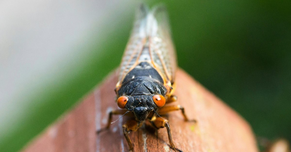 cicale cicale