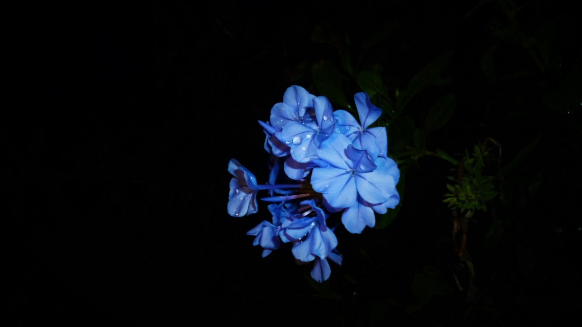plumbago in vaso