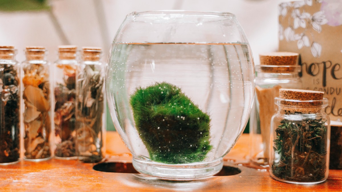 cos'è il marimo