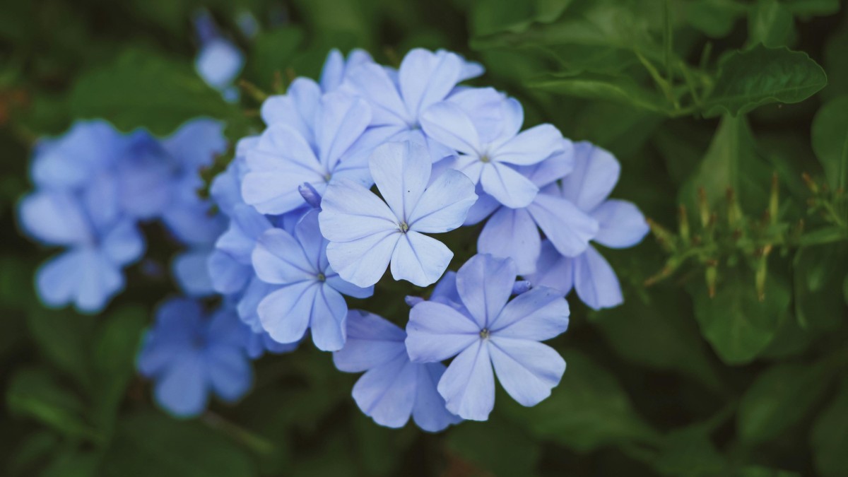 plumbago in vaso