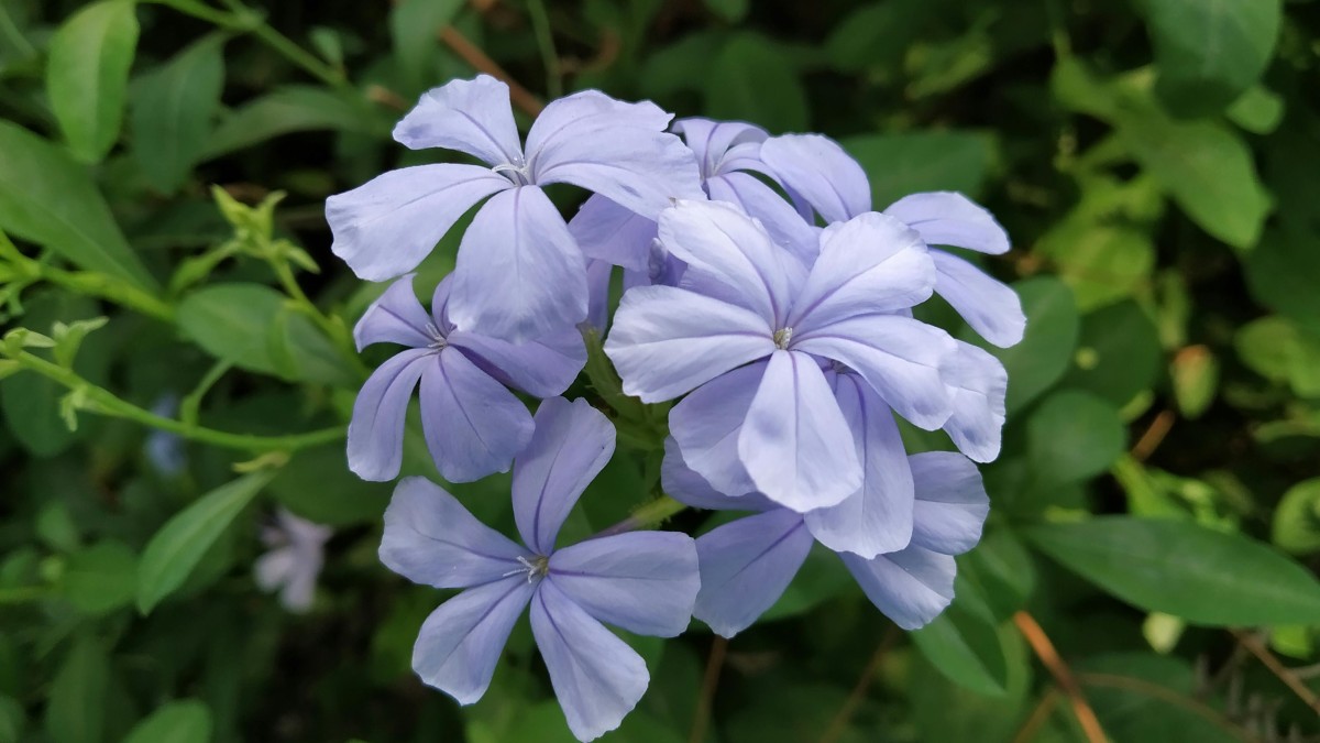 plumbago in vaso