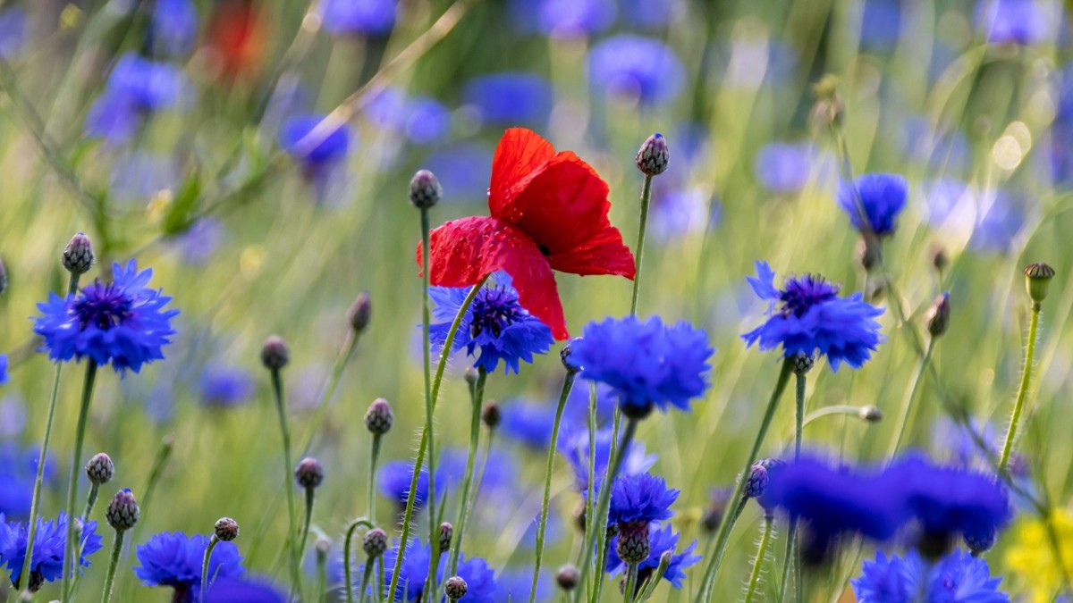 coltivare fiordaliso