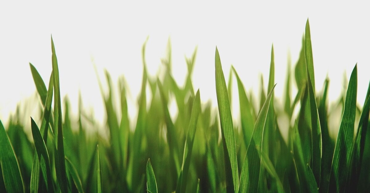 erba nel prato ben curata