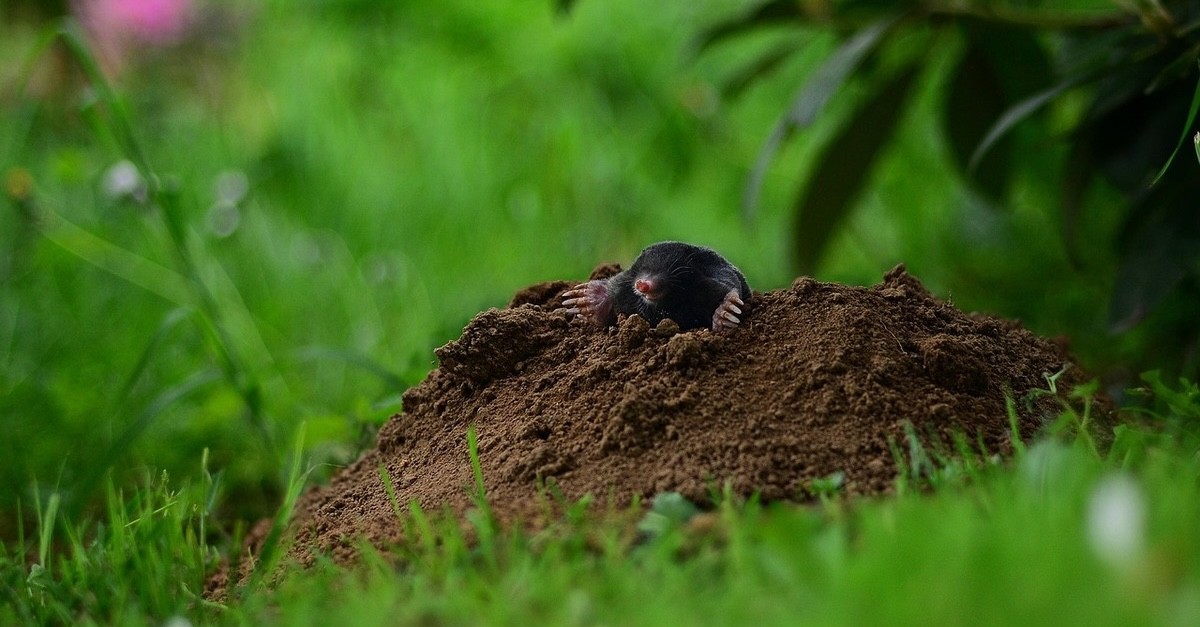 talpa nel giardino di casa