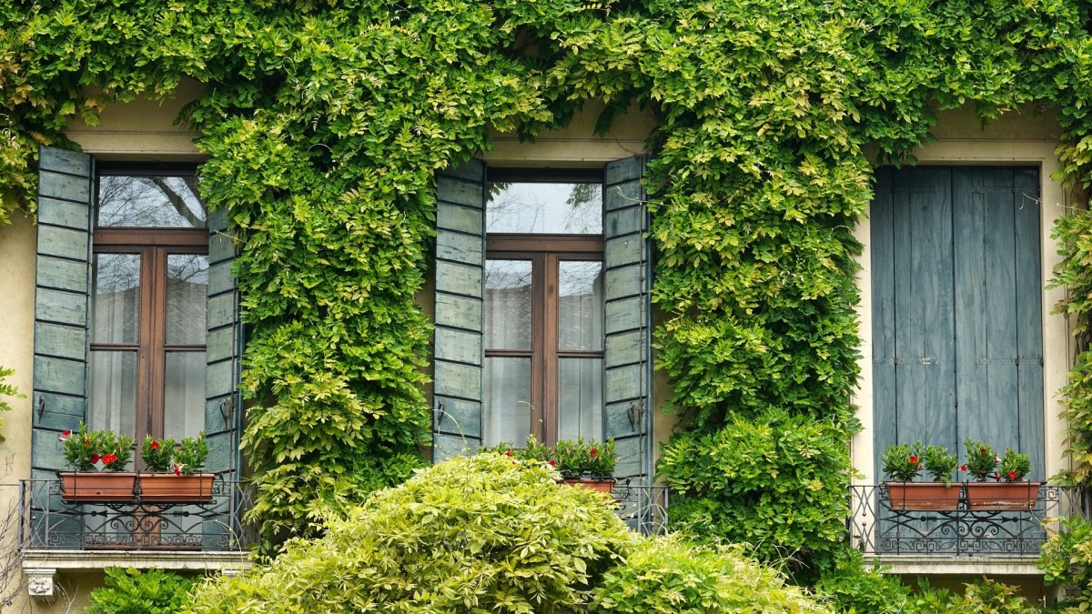 piante che attirano uccelli