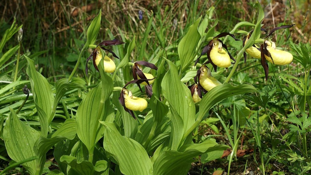 fiori piu rari al mondo