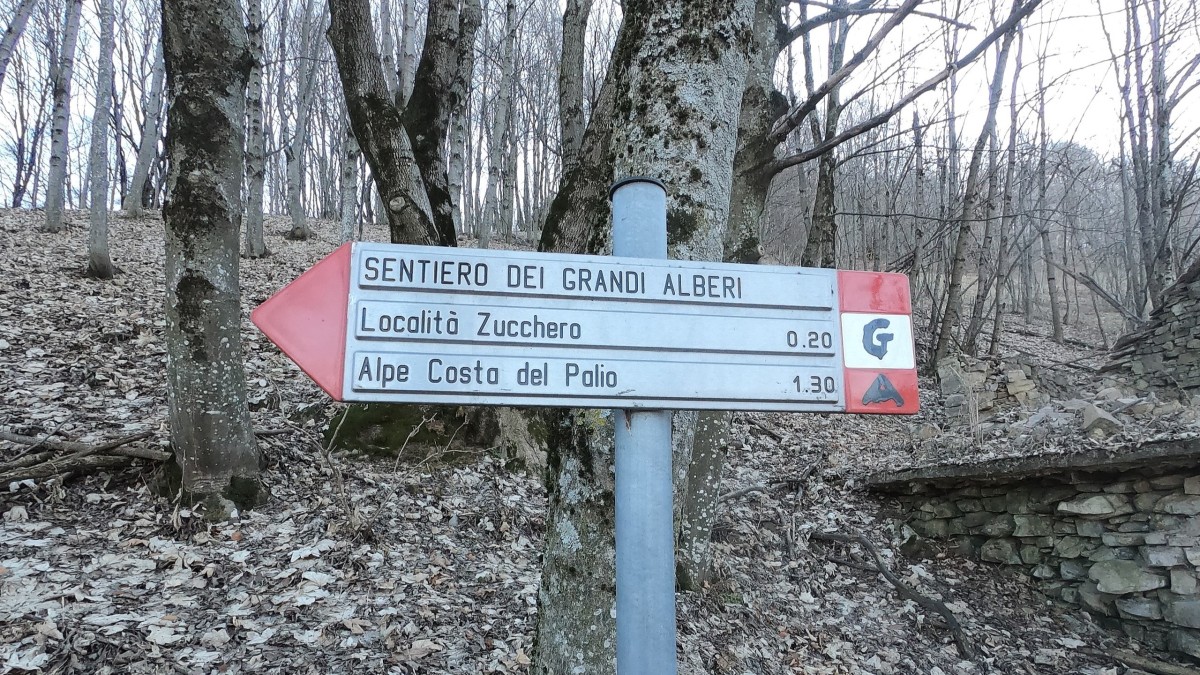 sentiero dei grandi alberi