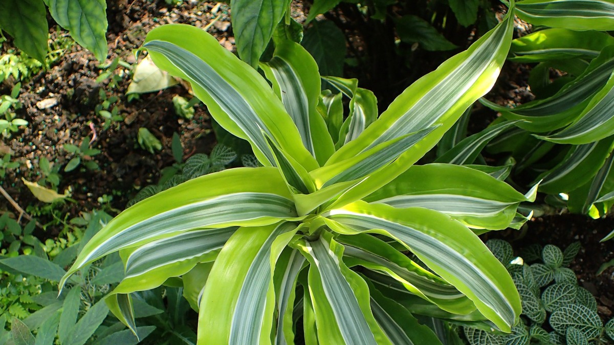 dracena compacta cura