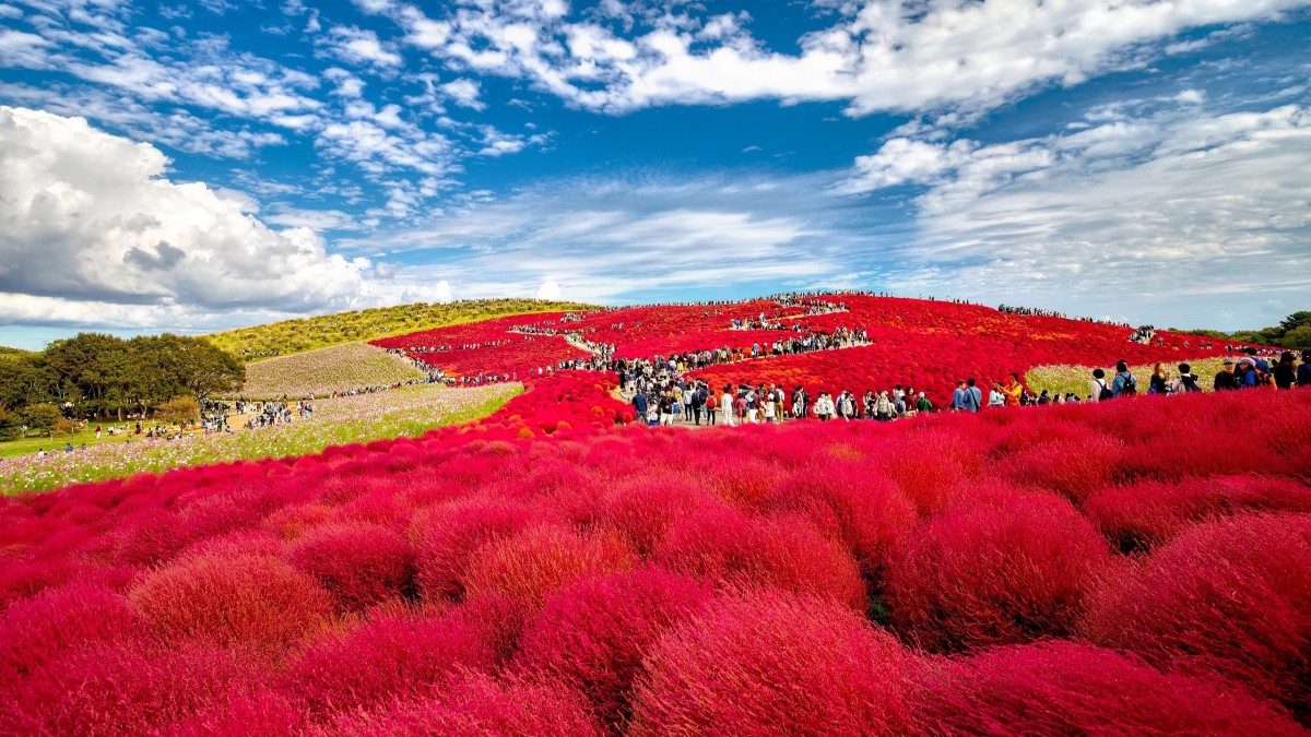 hitachi seaside park