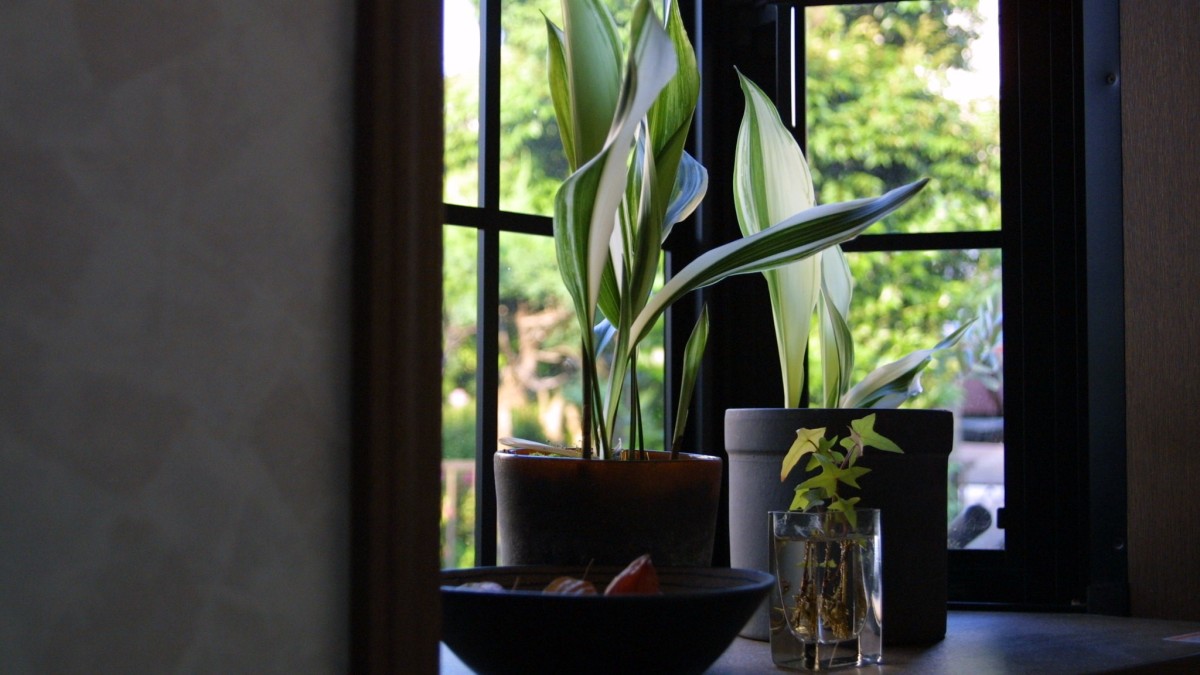 aspidistra
