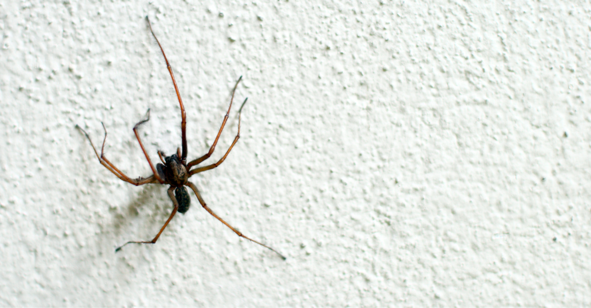 Ragni in casa