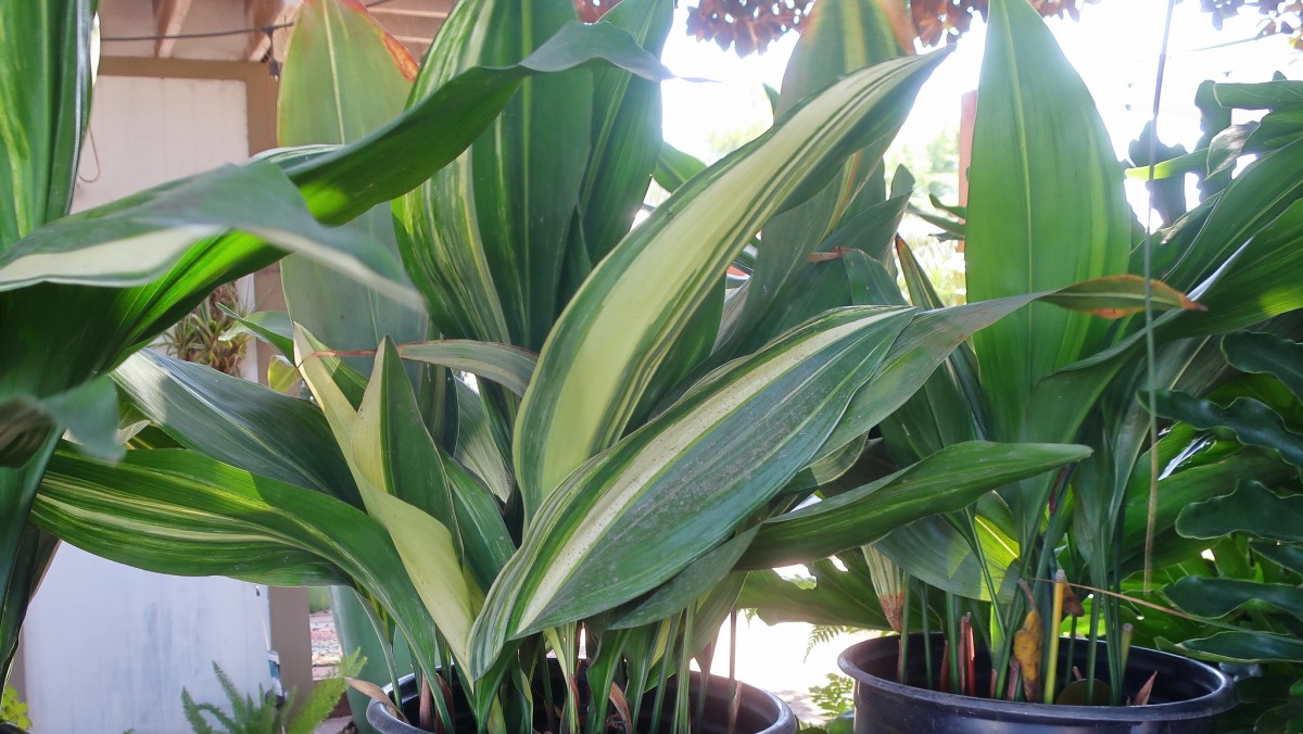 aspidistra