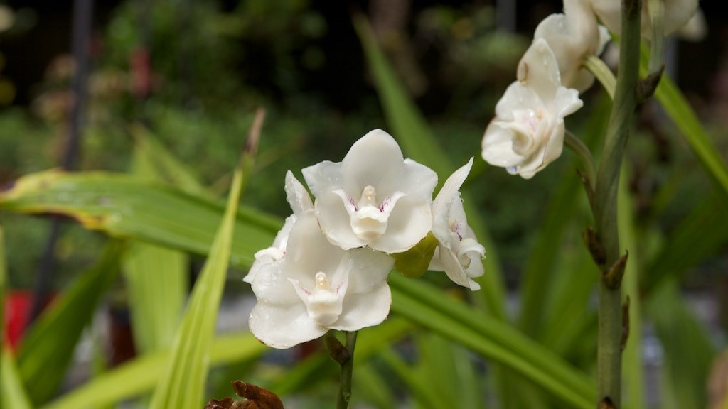 fiori piu rari al mondo