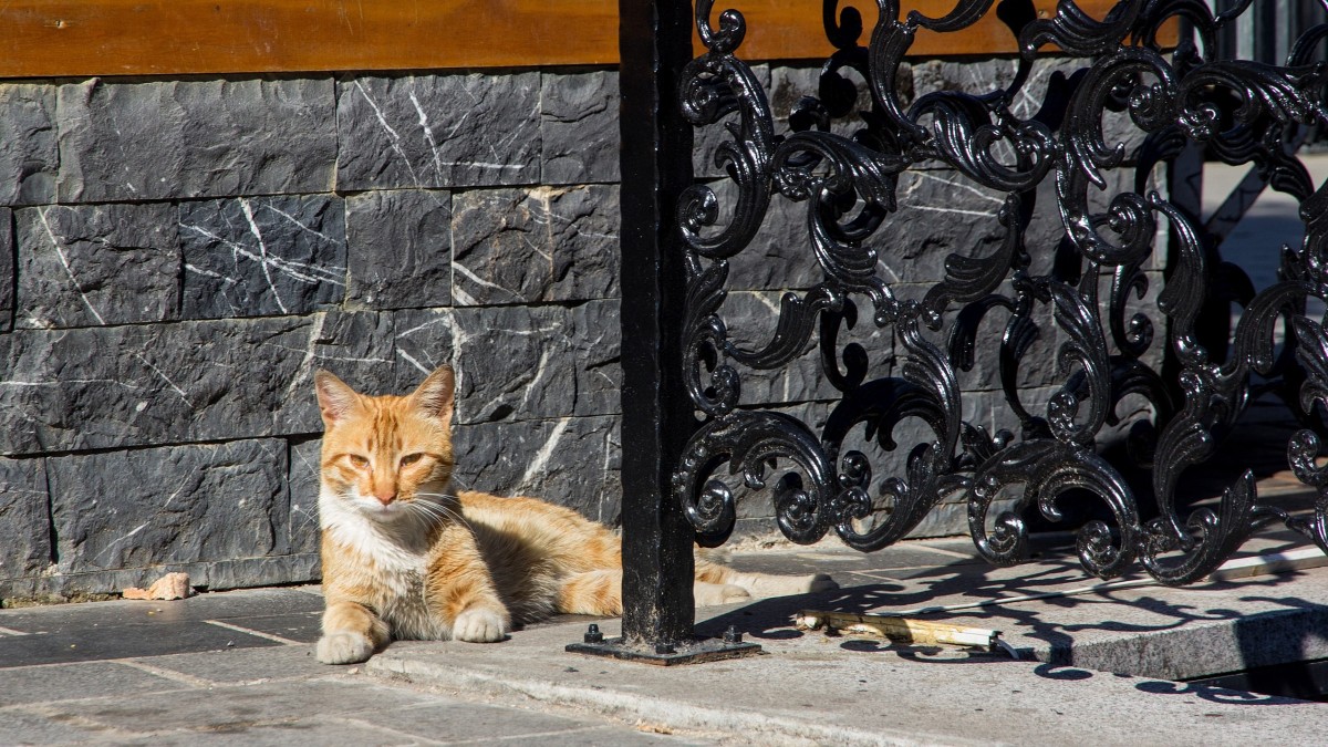 kuching città dei gatti