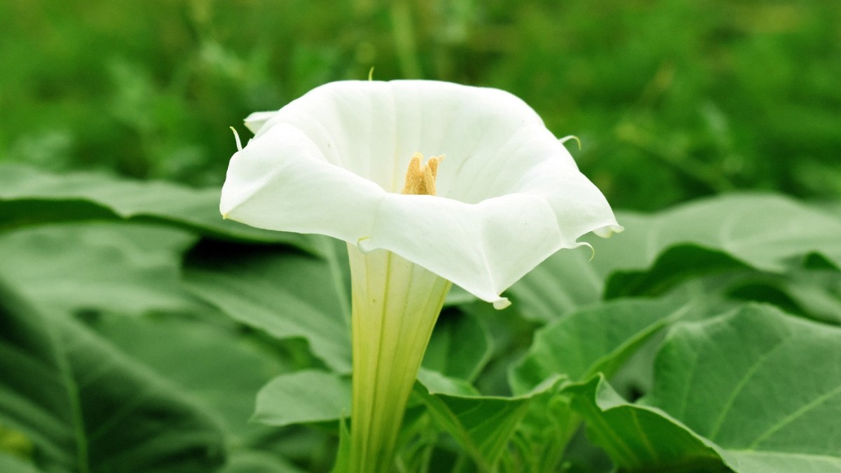 brugmansia