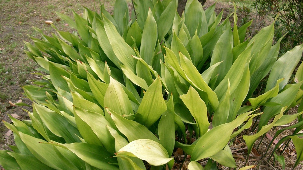 aspidistra