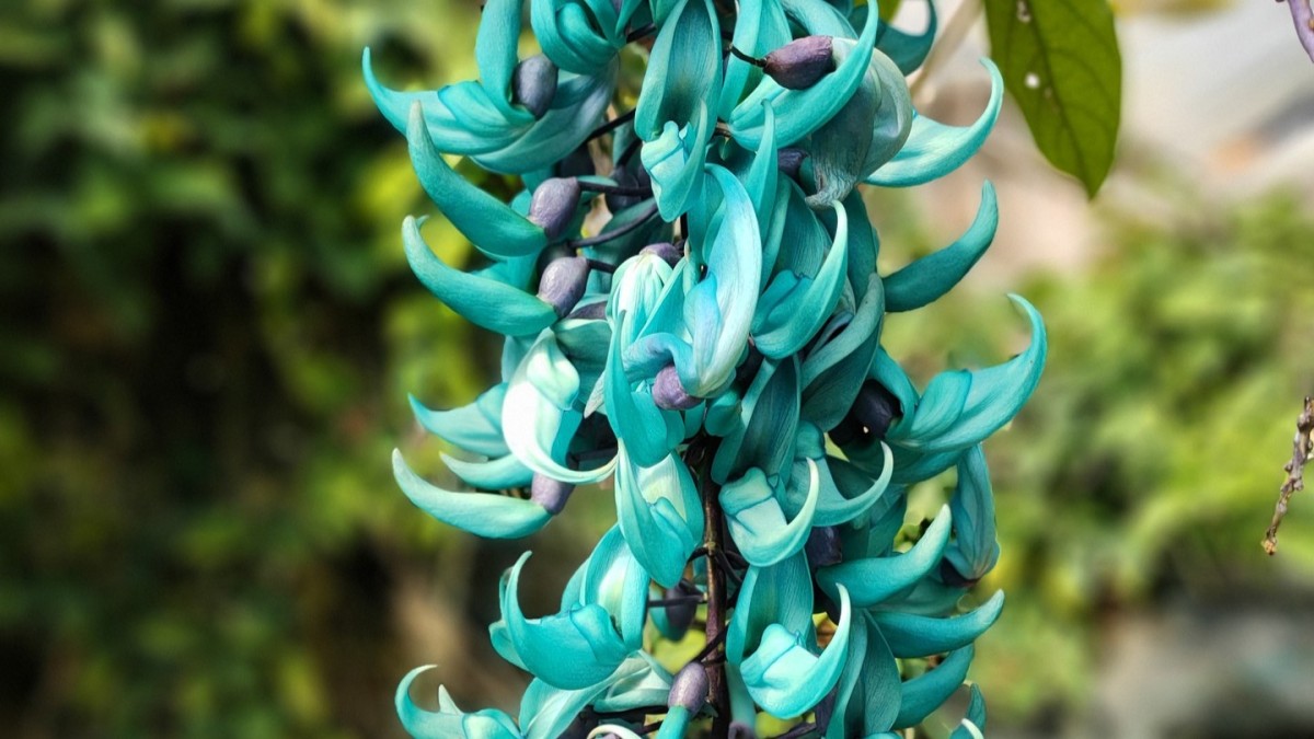 fiori piu rari al mondo