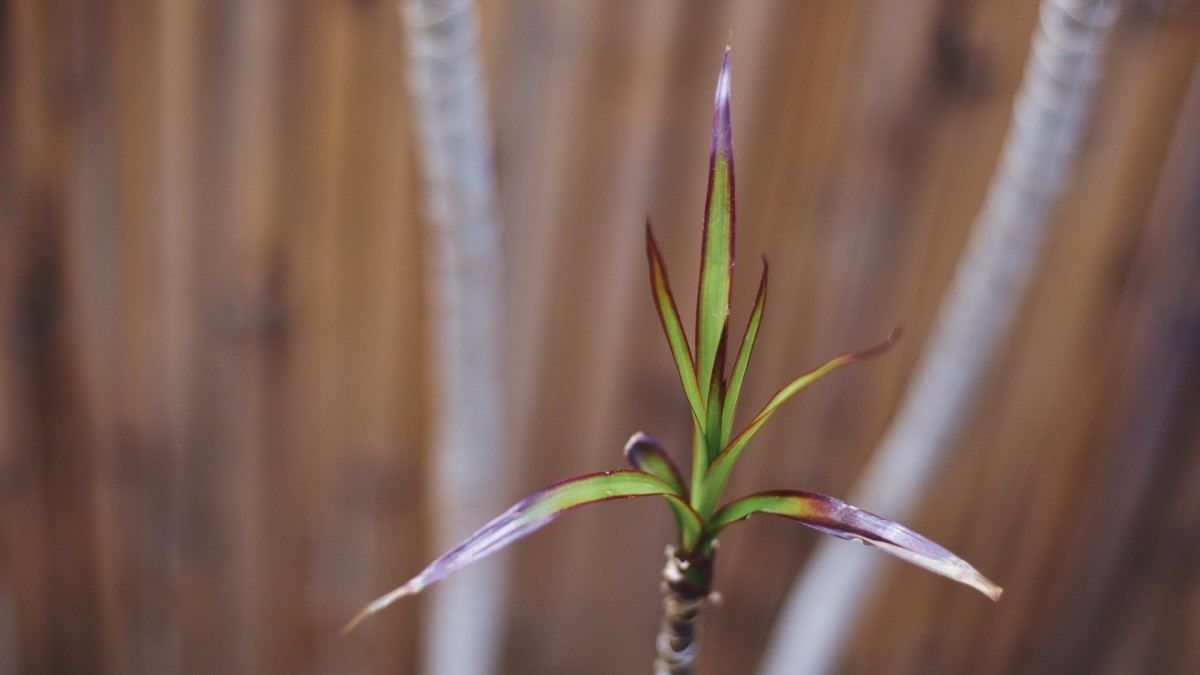 dracena compacta cura