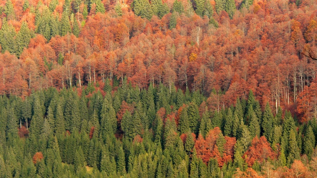foresta del cansiglio