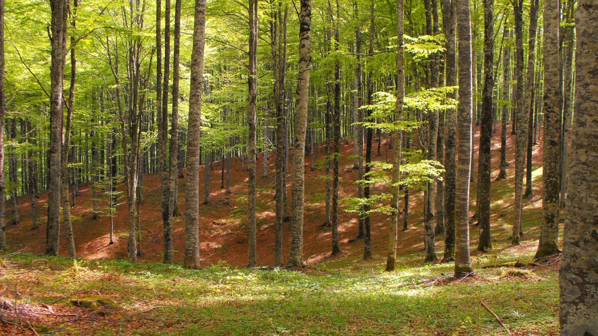 foresta del cansiglio