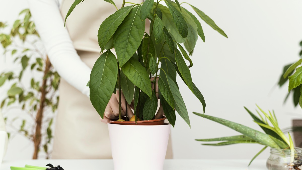 ficus benjamin