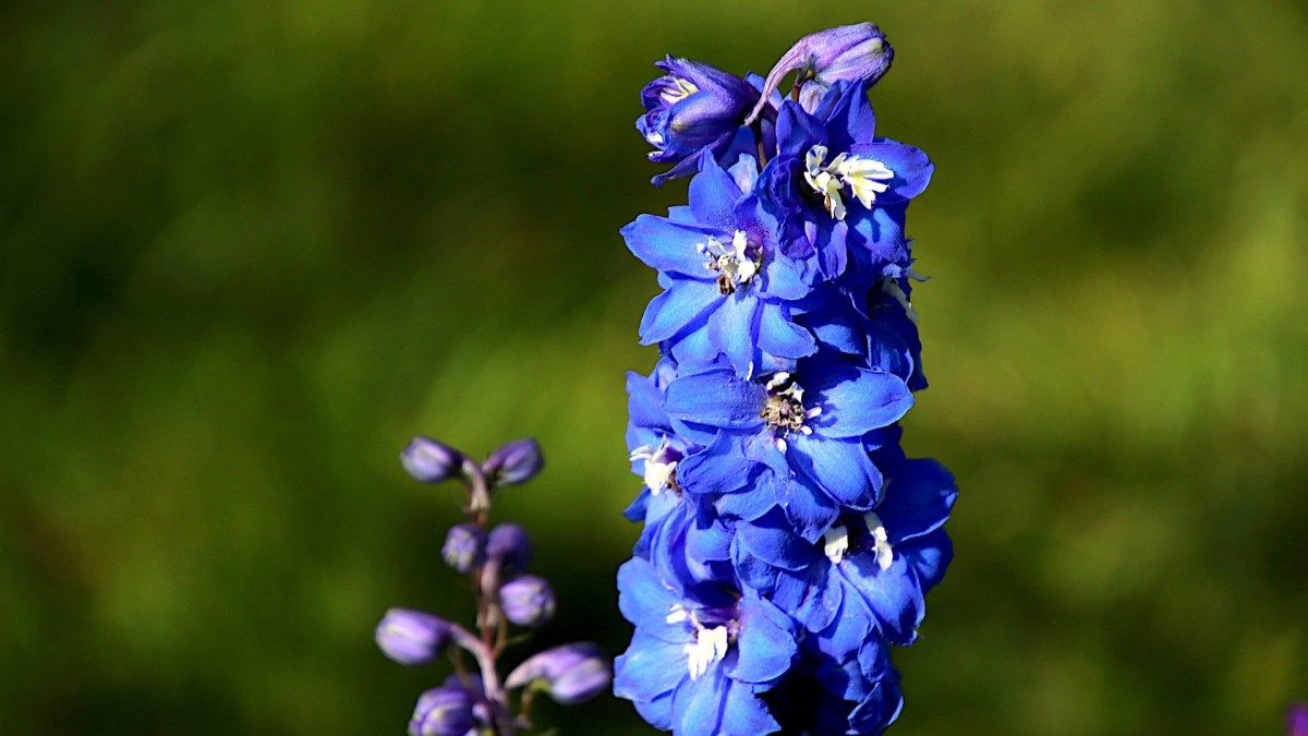 delphinium