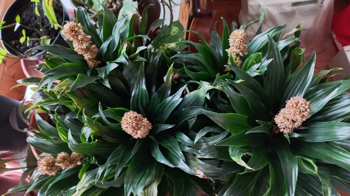 dracena compacta cura