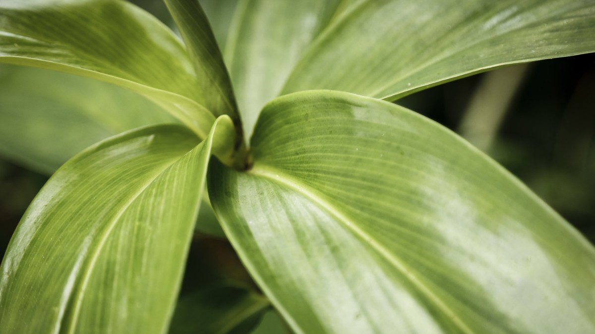 aspidistra