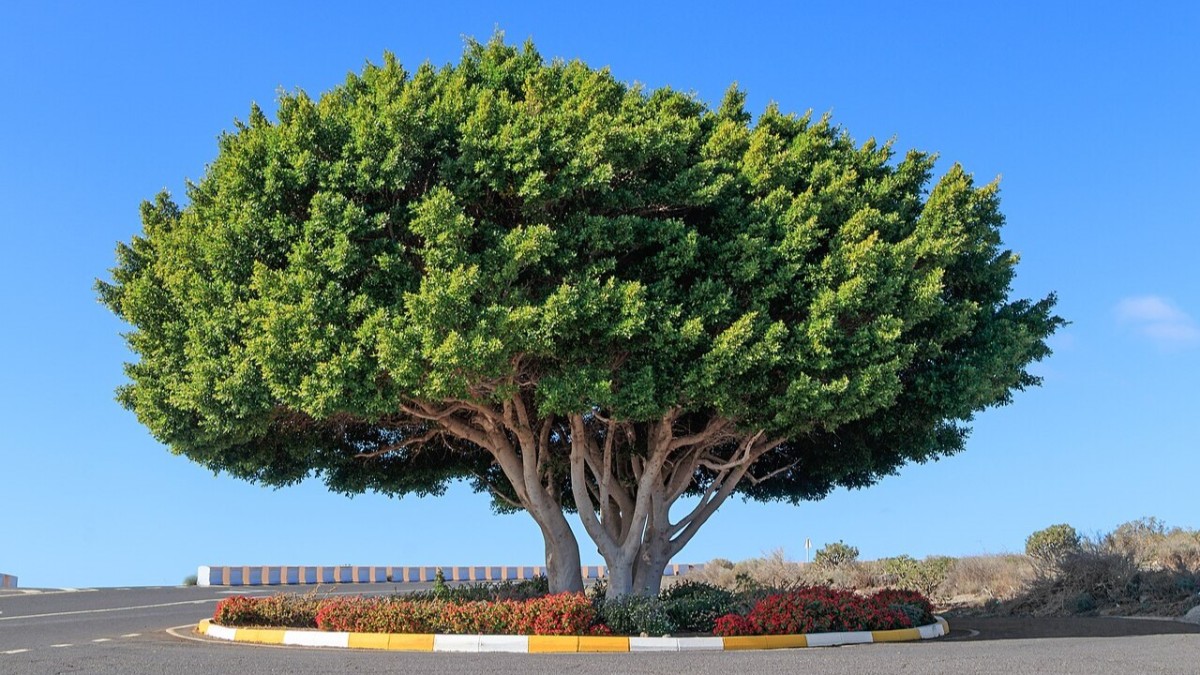 ficus ginseng