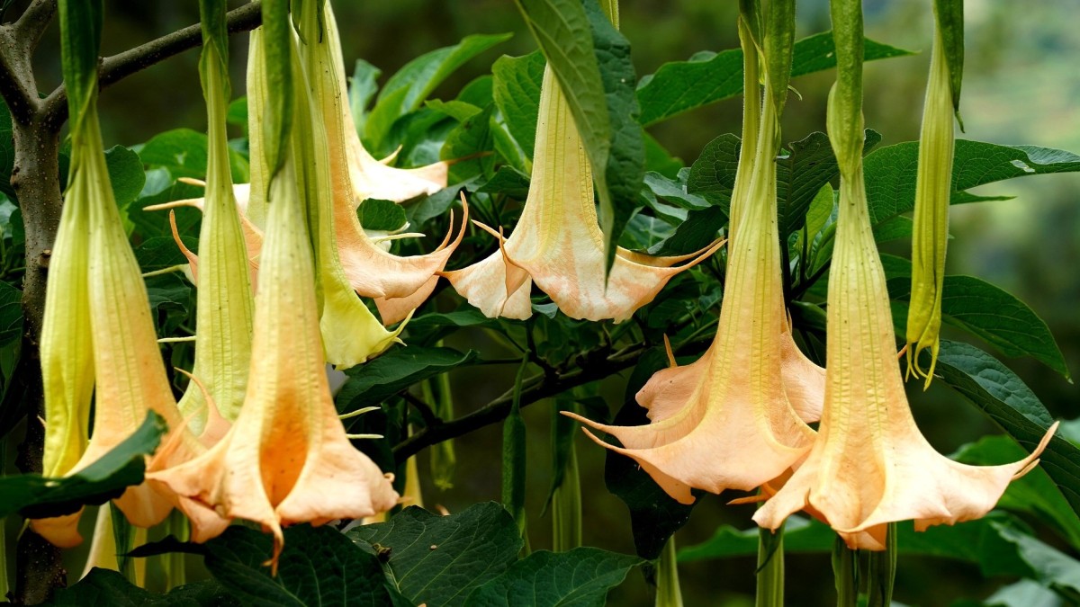 brugmansia