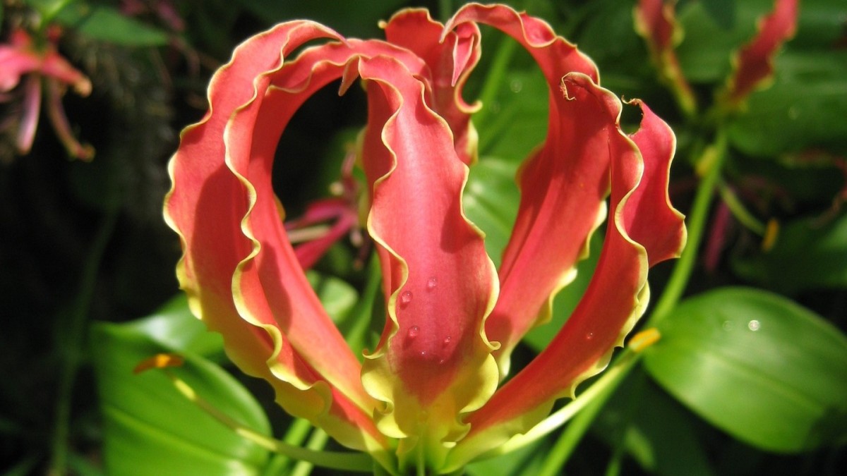 fiori piu rari al mondo