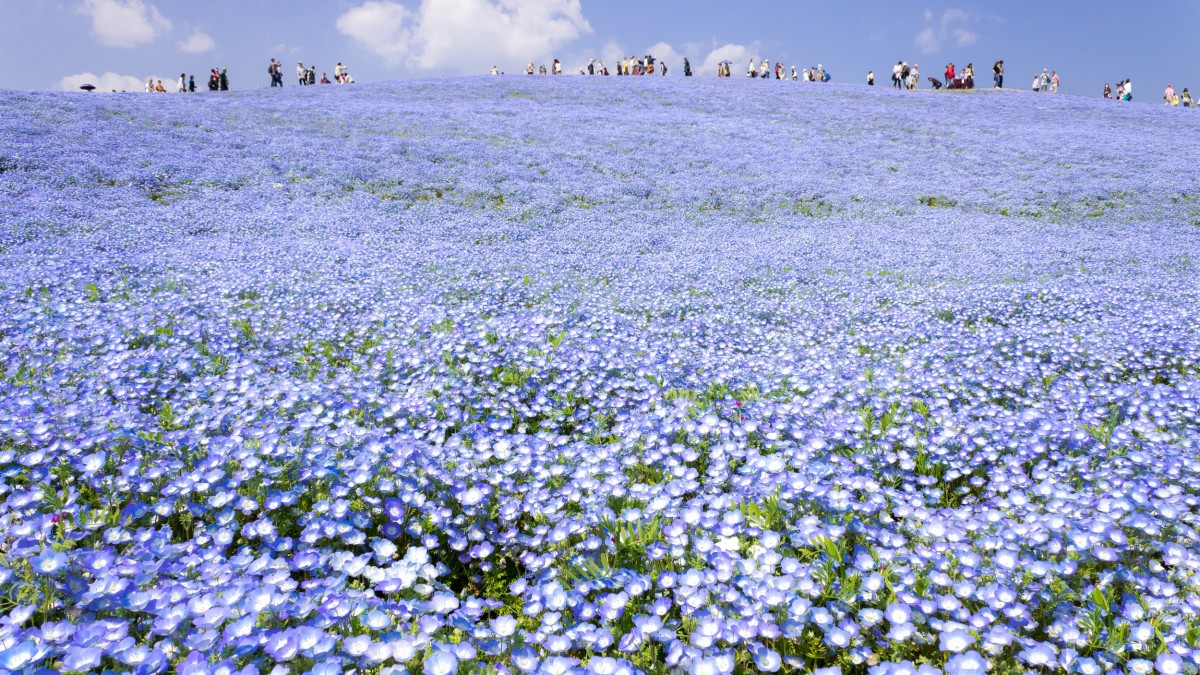 hitachi seaside park