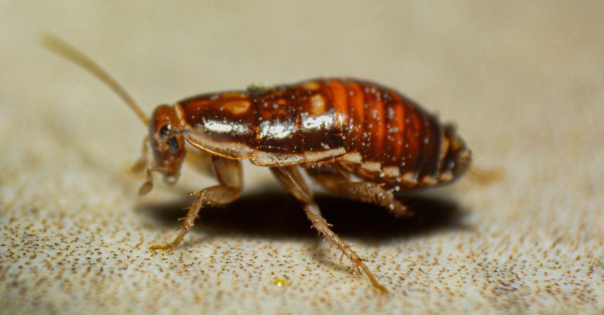 Il dettaglio di una blatta Il dettaglio di una blatta