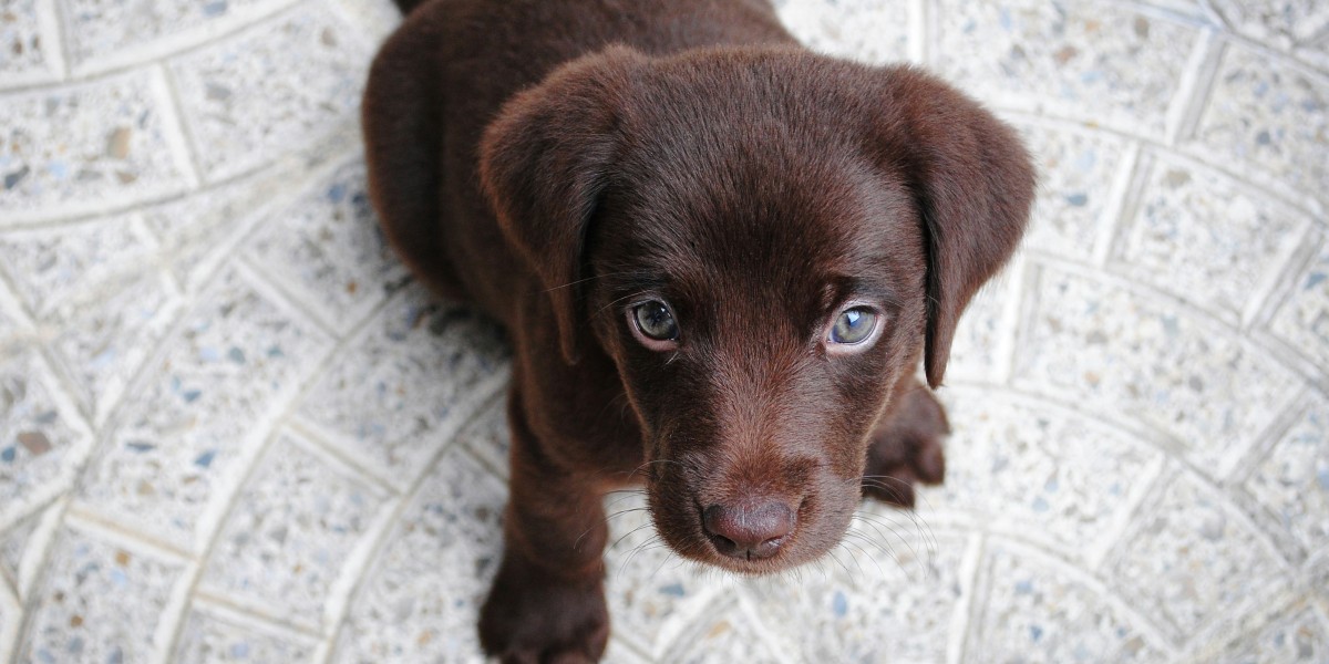 nomi per cani maschi e femmine