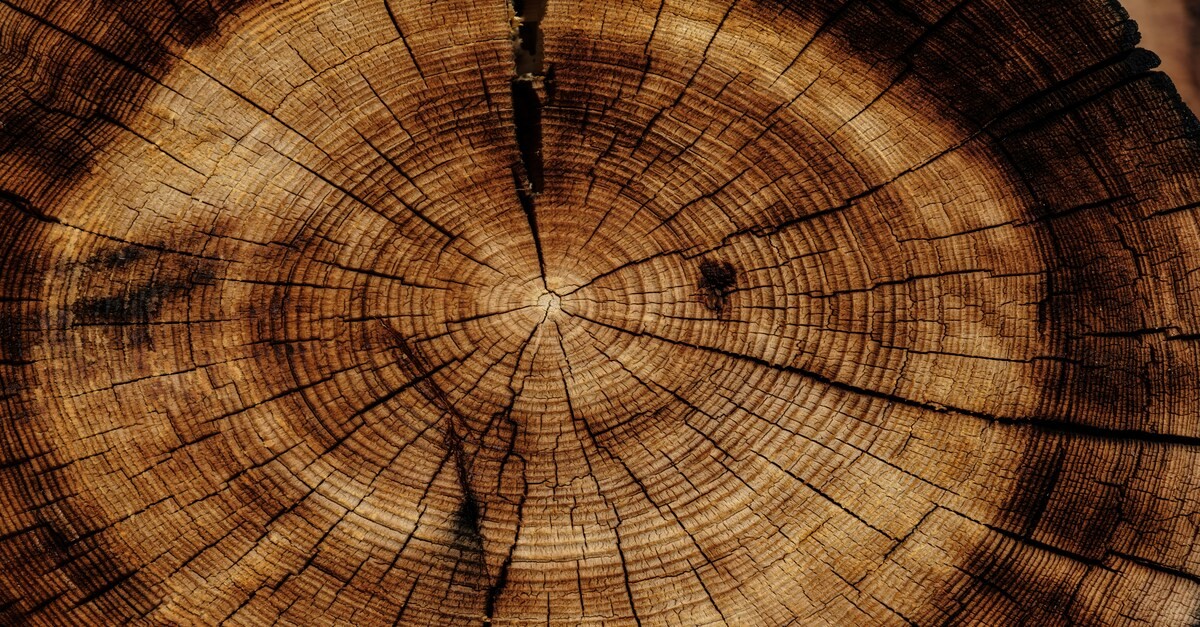 Immagine di un albero segato ed utilizzato per la costruzione Immagine di un albero segato ed utilizzato per la costruzione