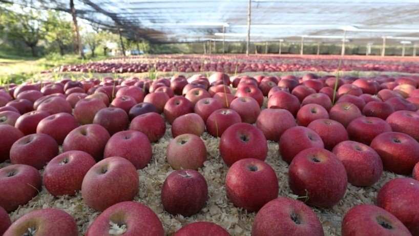 mele molto diffuse in italia