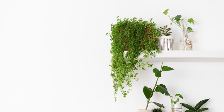 mensola con piante