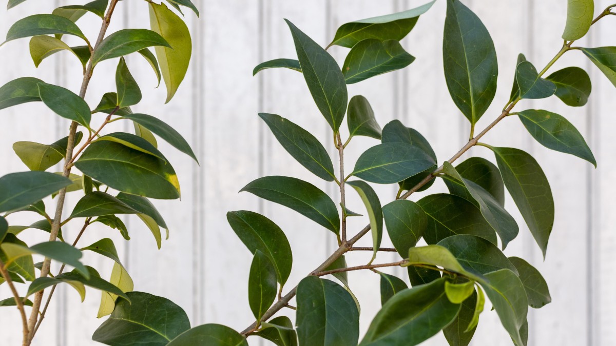 ficus benjamin