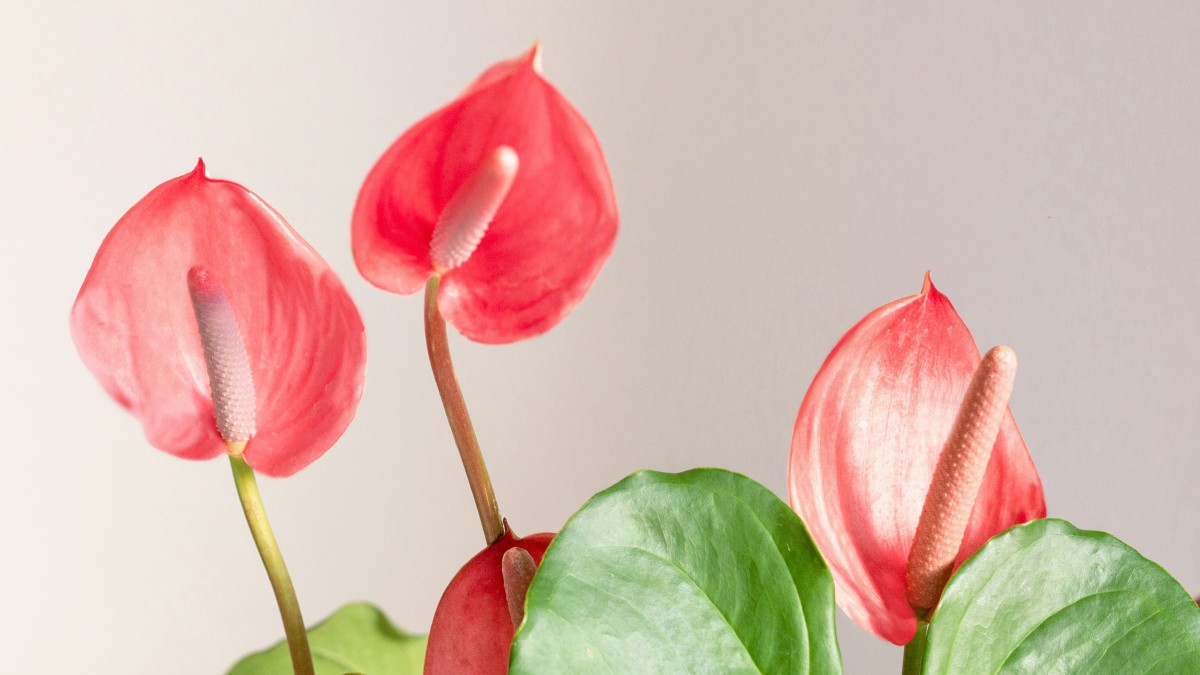 anthurium