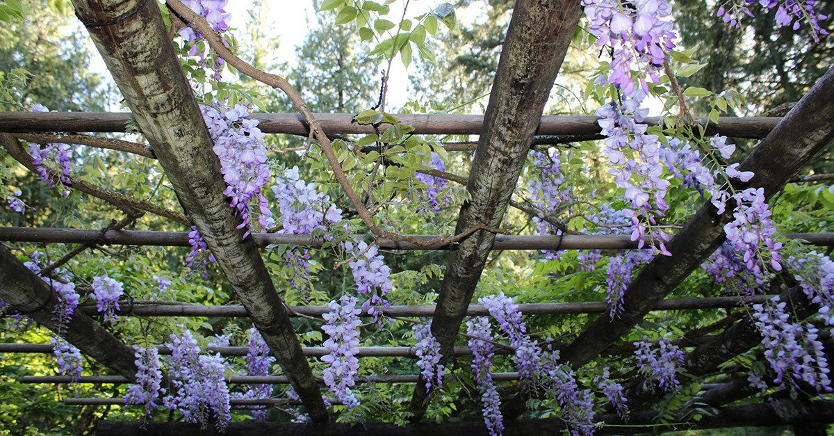 Pergola con glicine