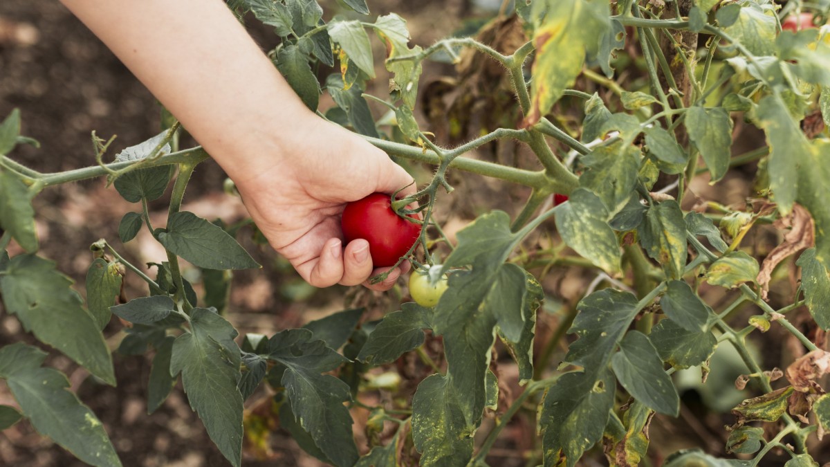 foglie di pomodoro gialle