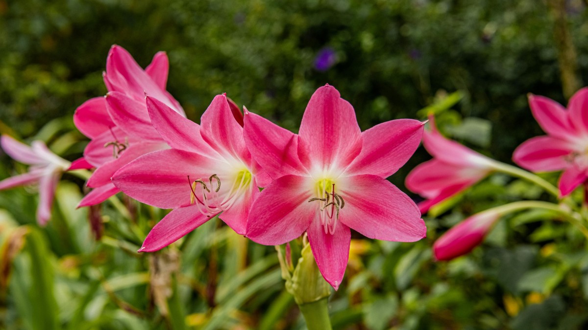 fiori rosa