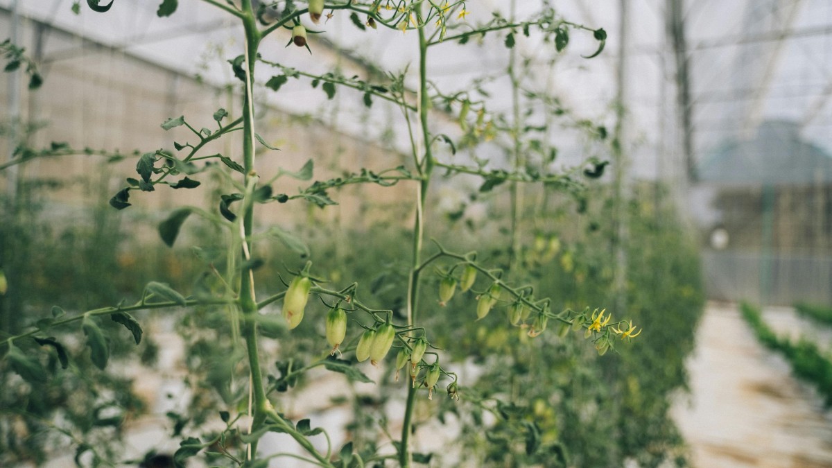 foglie di pomodoro gialle