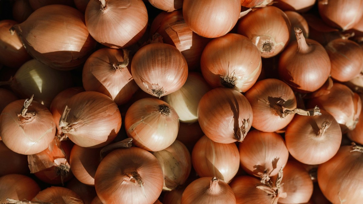 cosa piantare a novembre