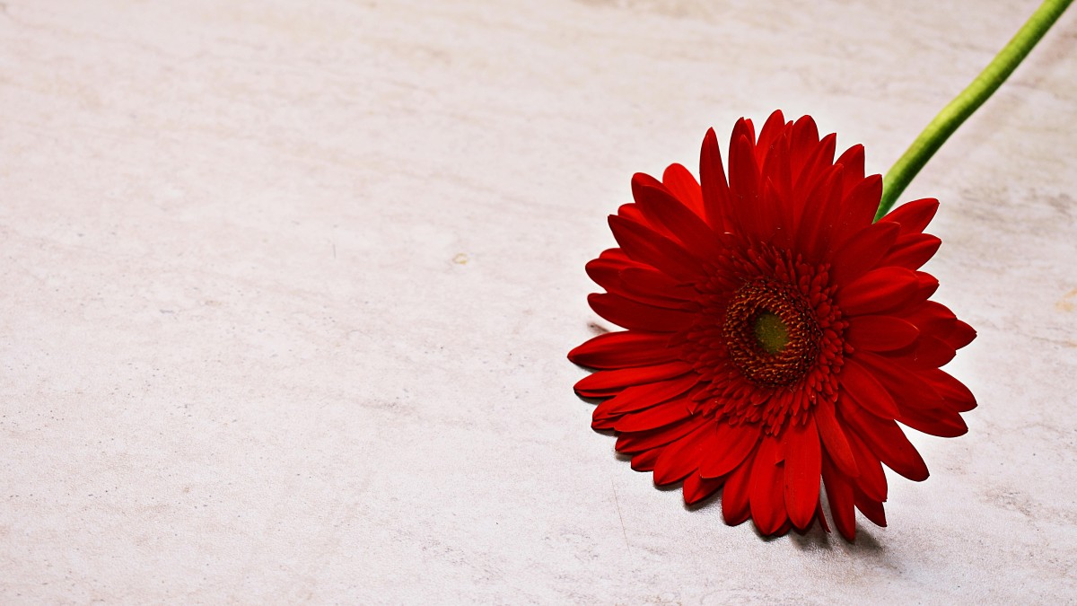 gerbera in casa
