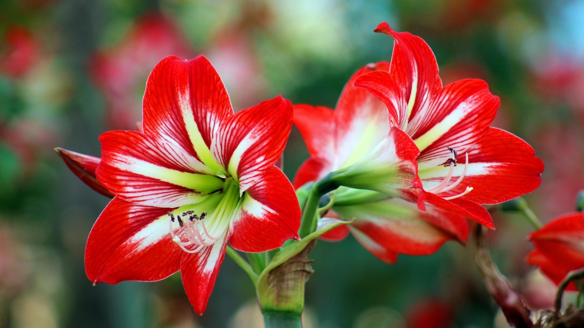 amaryllis
