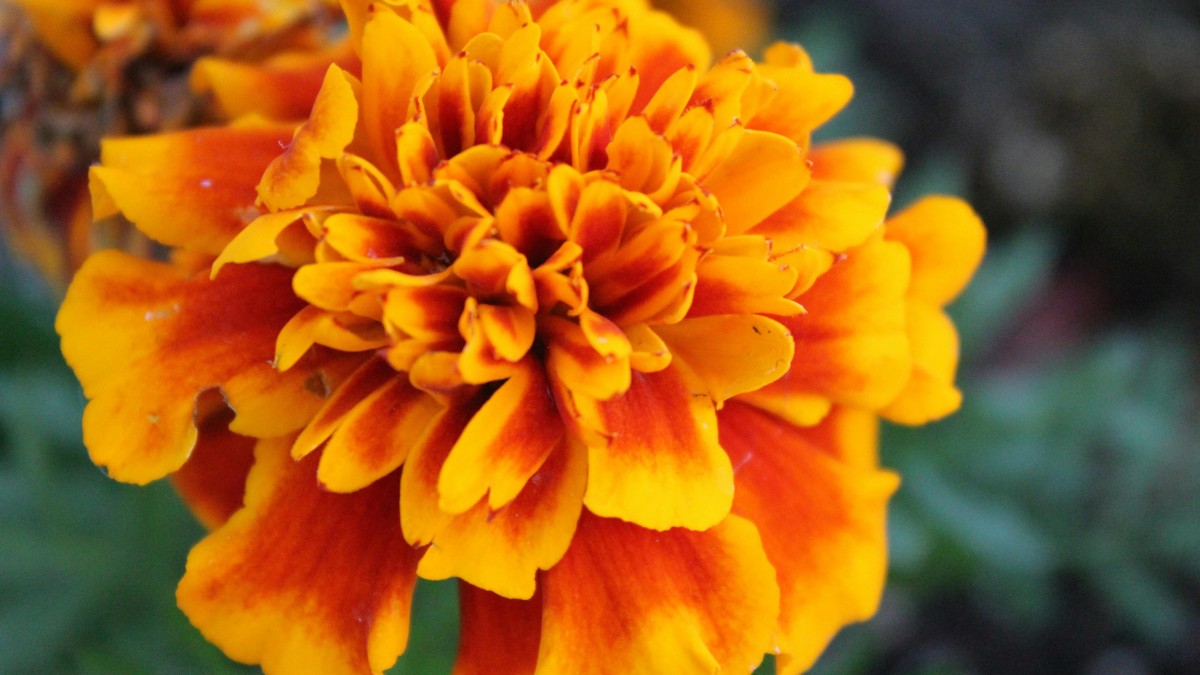 fiori arancioni