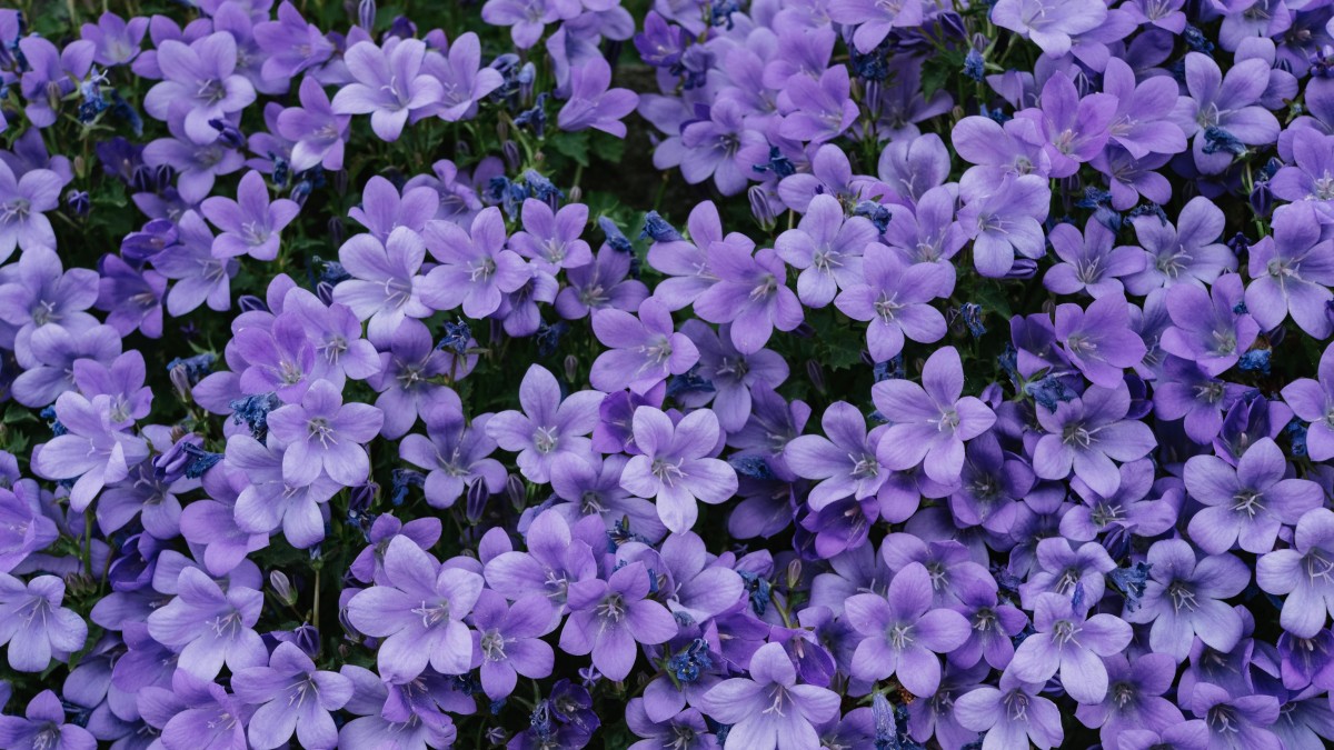 campanula